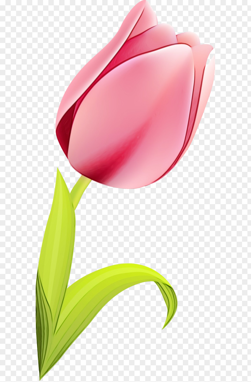 Lily Family Petal Tulip Red Clip Art Flower Pink PNG