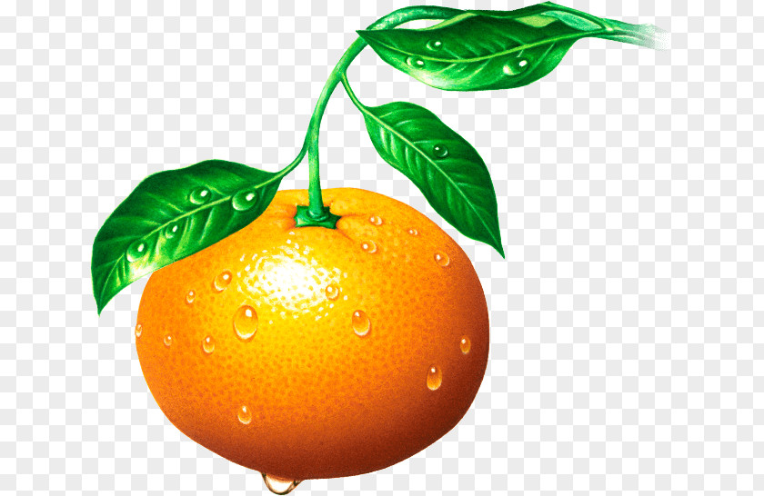 Orange Clementine Tangerine Mandarin Tangelo Rangpur PNG