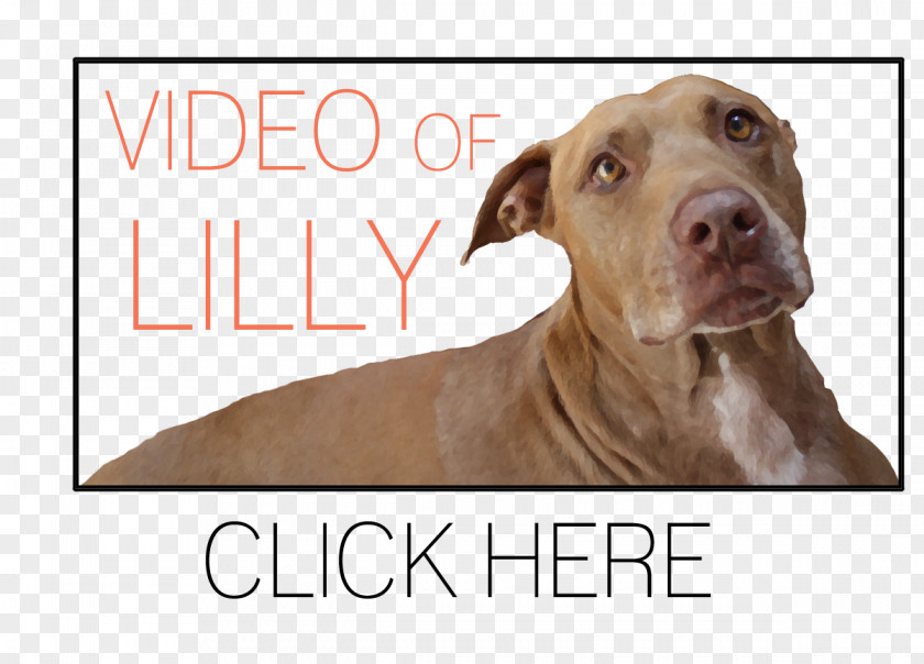 Pitbull American Pit Bull Terrier Canidae Dog Breed PNG