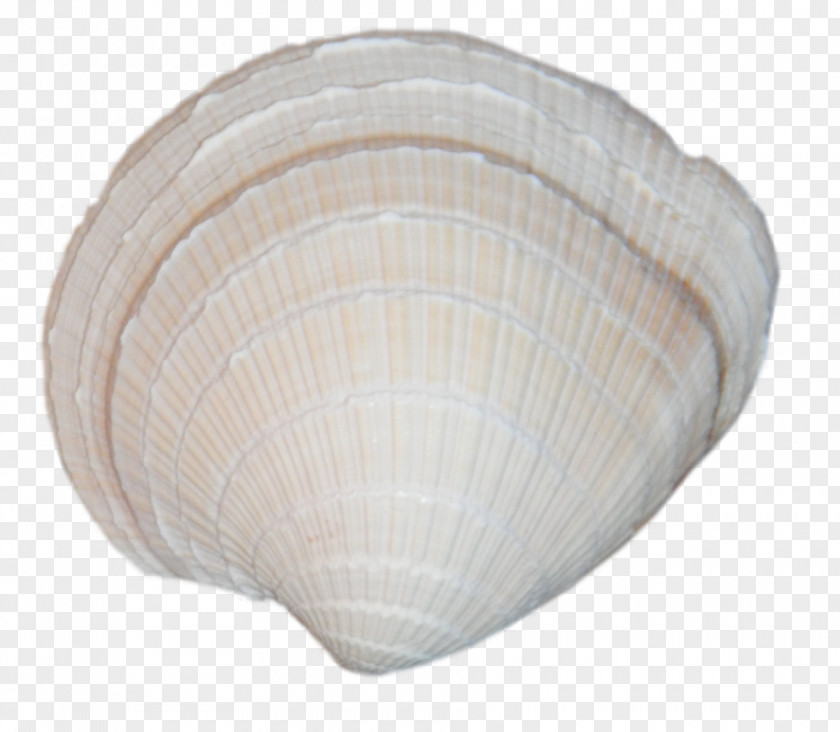 Sea Cockle Clam Seashell Assateague Adventure PNG