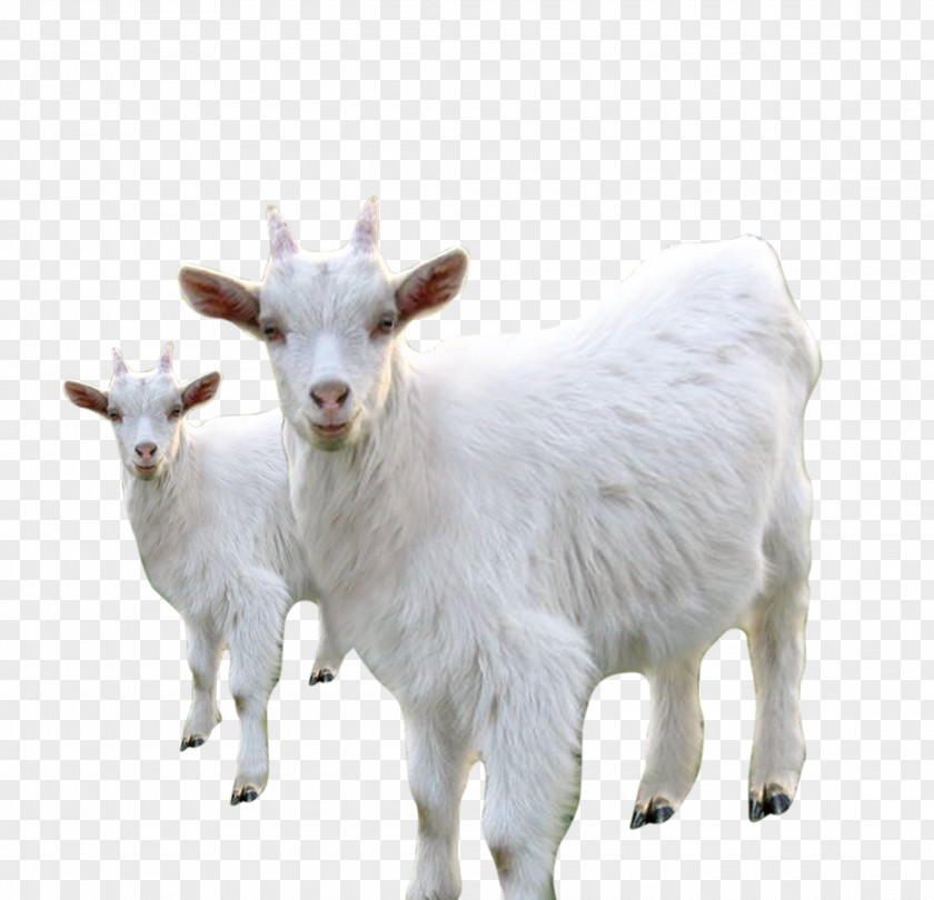 White Goat Sheep Milk Livestock PNG