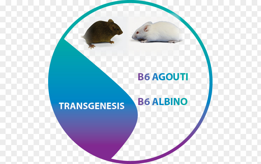 Agouti Background Gerbil Rat Computer Mouse Microphone Font PNG