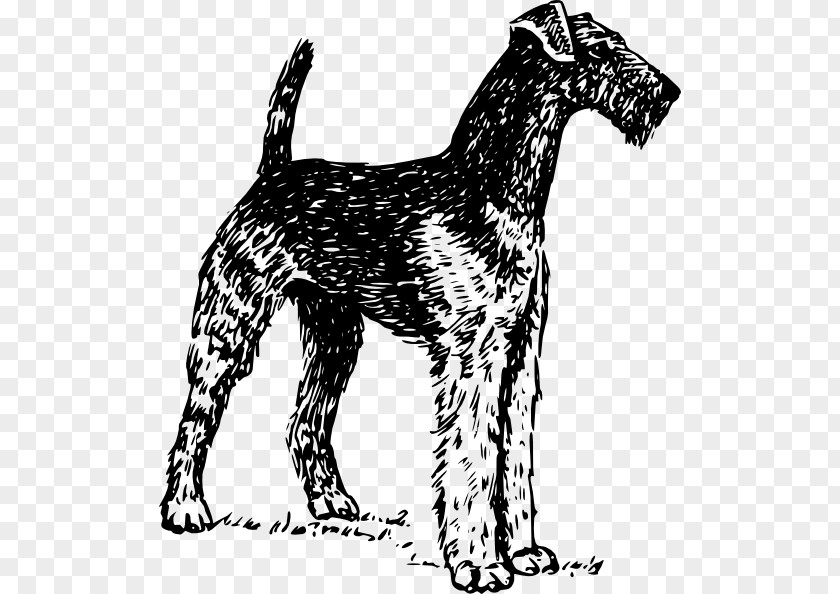 Chihuahua Vector Airedale Terrier Boston Soft-coated Wheaten Yorkshire Bedlington PNG
