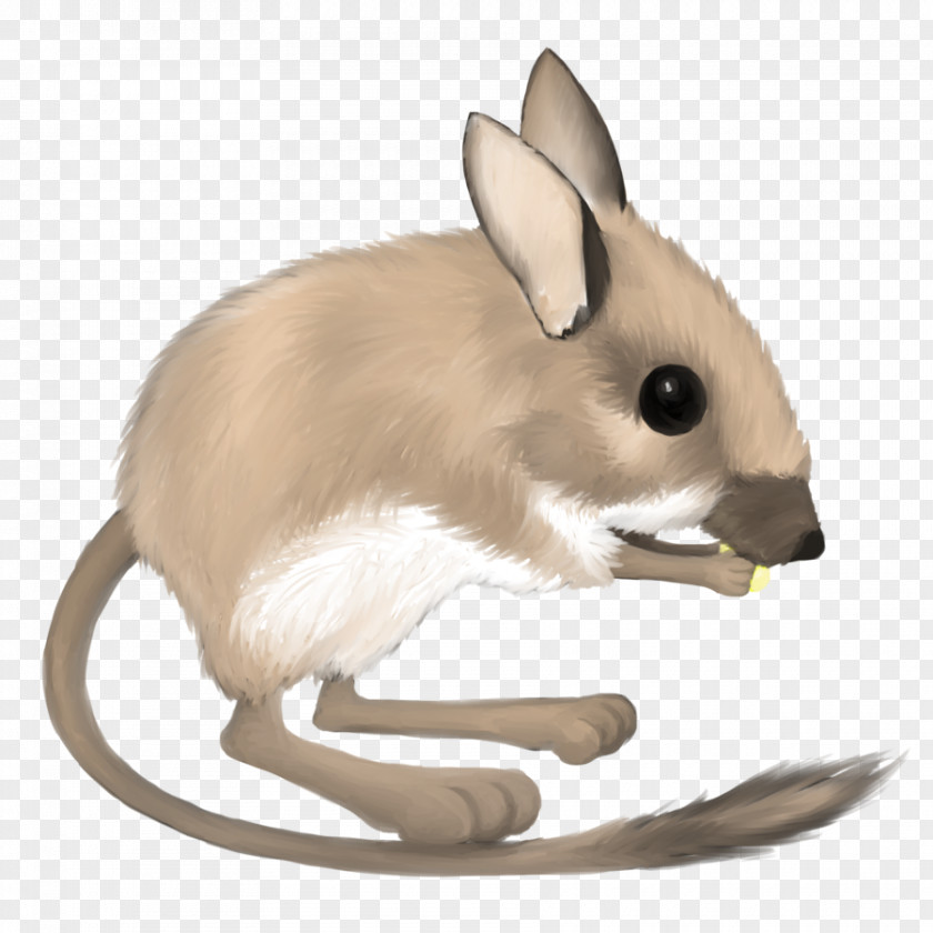Kangaroo Desert Rat Mouse Merriam's Ord's PNG