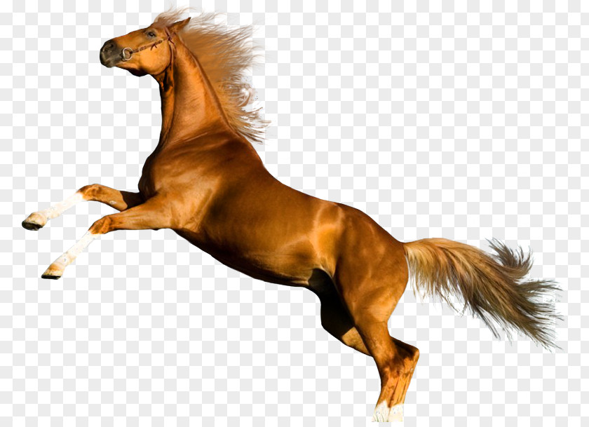 Horse Photography Desktop Wallpaper PNG