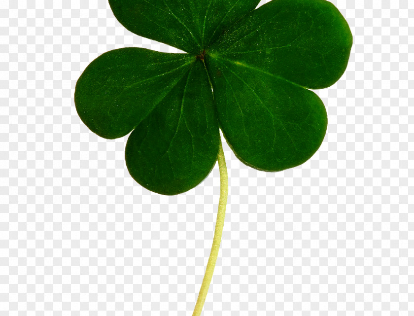 Leprechaun Saint Patrick's Day Clip Art Luck Shamrock Irish People PNG