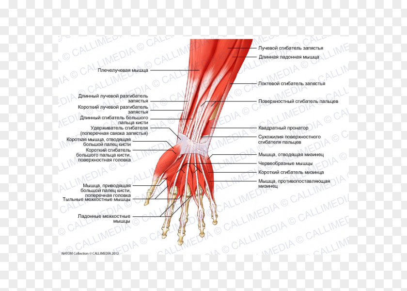 Arm Finger Anterior Compartment Of The Forearm Anatomy Muscle PNG