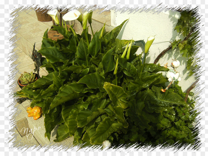 ARUM Spring Greens Herb Leaf Vegetable Afro-Ecuadorian PNG