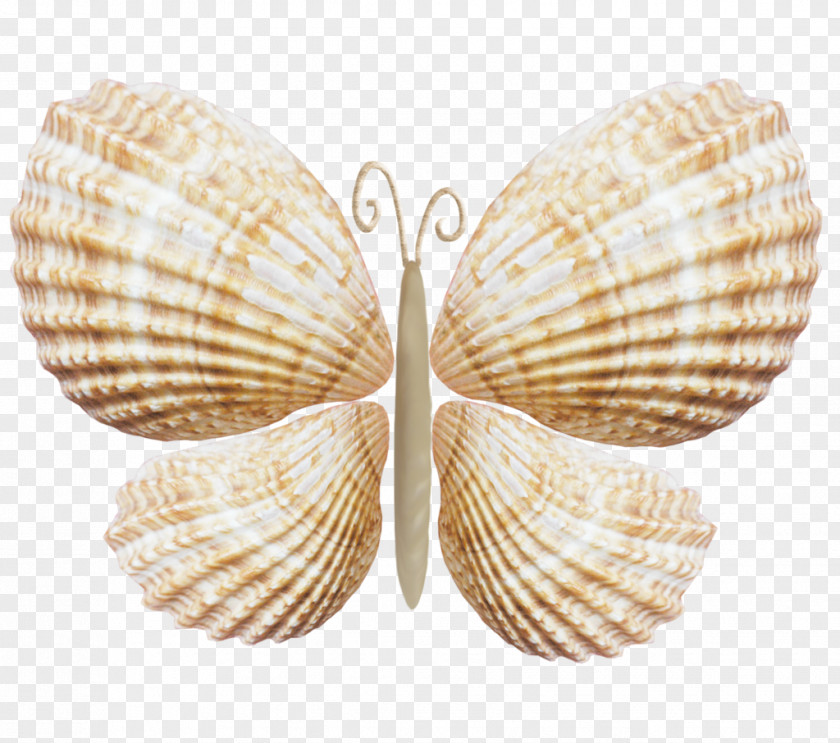 Cockle Shell Bivalve Jewellery Wing PNG