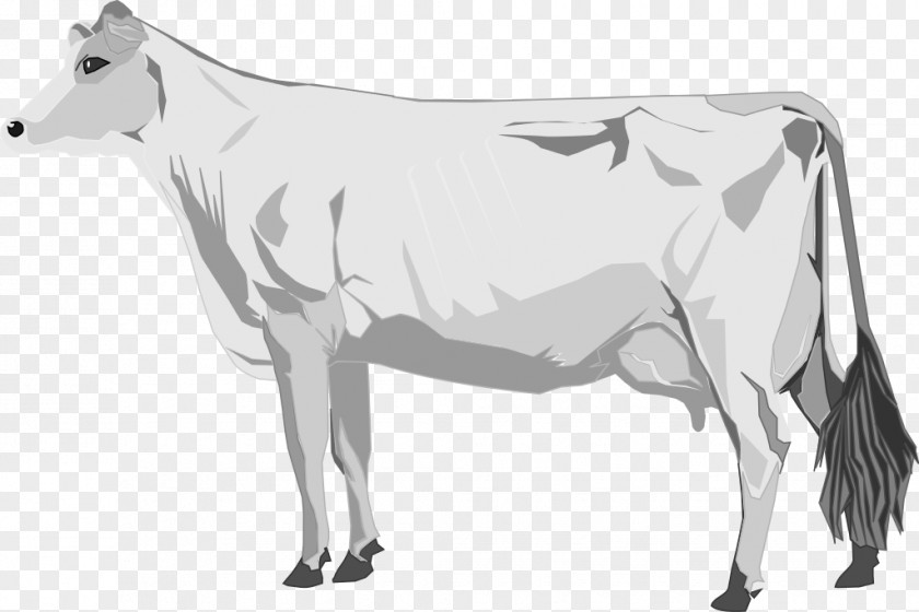 Cow Cattle Lumpy Skin Disease PNG