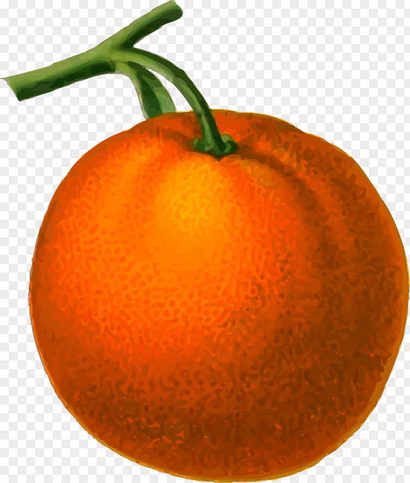 Orange Fruit Juice Citrus Auglis PNG