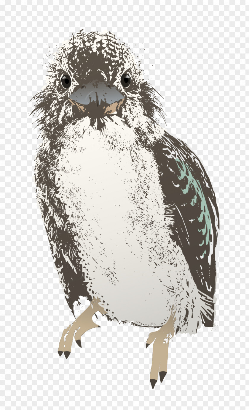 Owl Bird Kookaburra Clip Art PNG