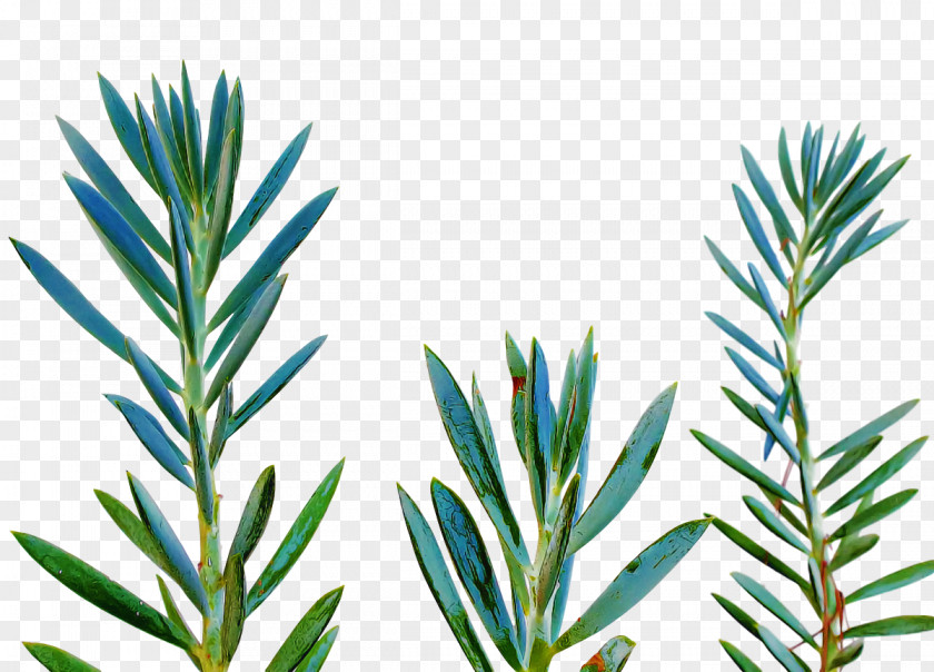 Rosemary PNG