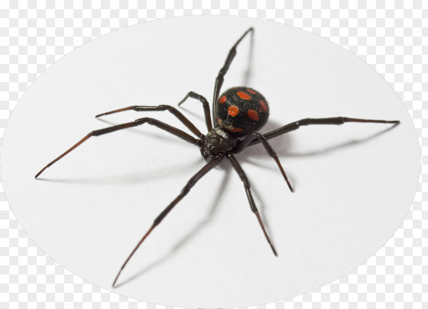 Spider Latrodectus Tredecimguttatus Southern Black Widow Dinosaur Planet Nesticodes PNG