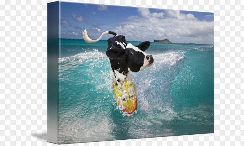 Surfing Holstein Friesian Cattle Cowaramup Bombora Hawaii Wind Wave PNG