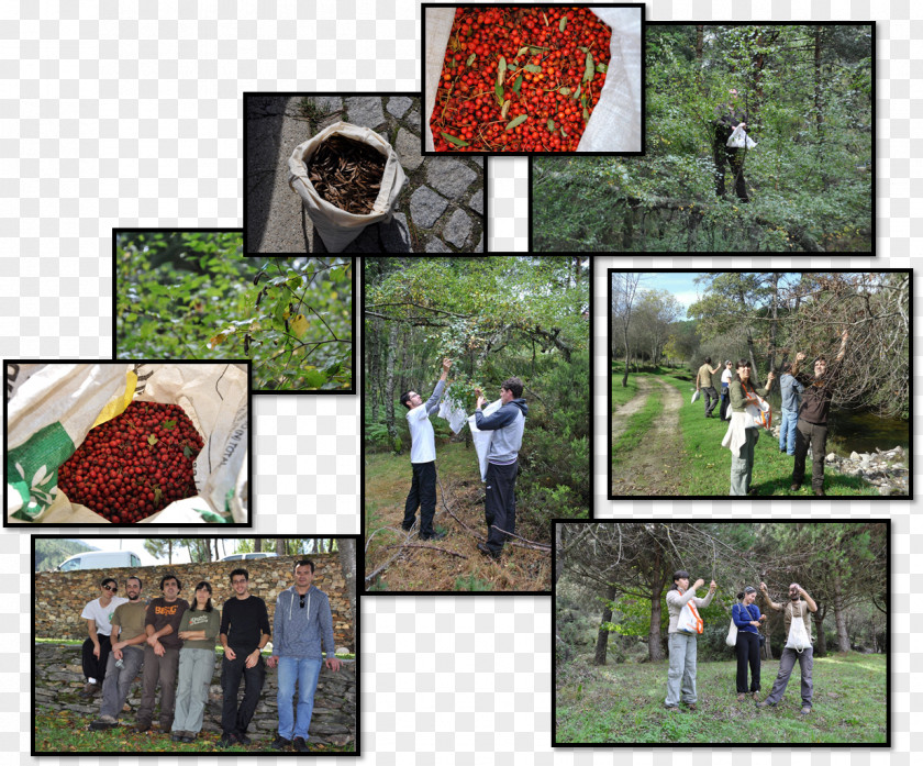 Tree Nature Ecosystem Collage Recreation PNG