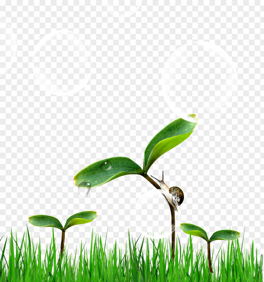 Green Tree On The Snail Wallpaper PNG