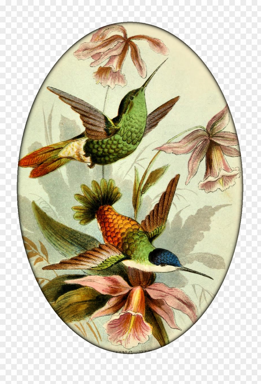 Humming Bird John Gould's Hummingbirds Printmaking PNG