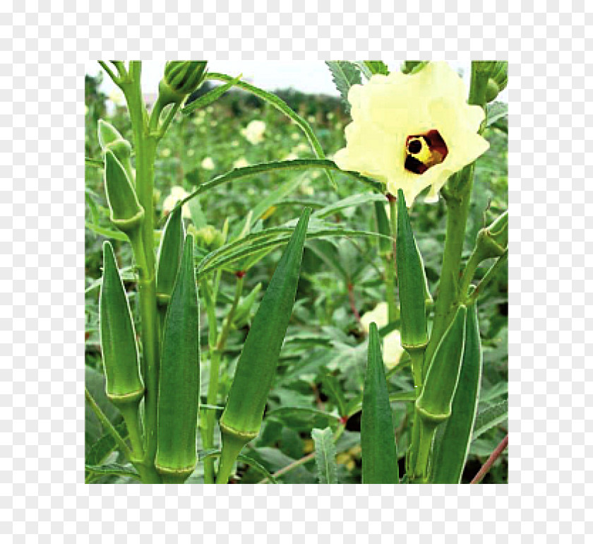 Okra Vegetable Seed Fruit Bitter Melon PNG