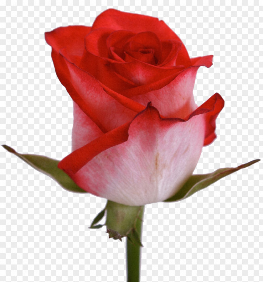 Rose Rosa Chinensis Centifolia Roses Gallica Garden Flower PNG