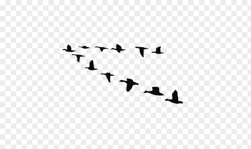 Appreciative Vector Goose Swans Graphics Illustration Duck PNG
