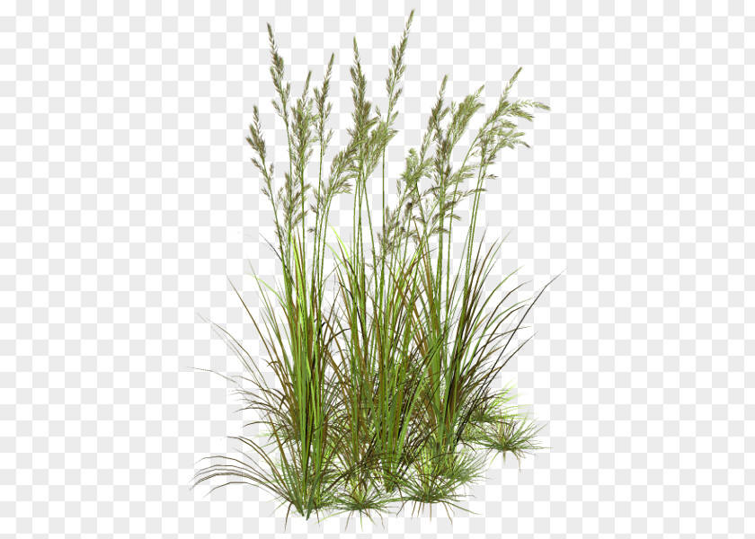 Aquatic Plants Grass Flower Herbaceous Plant Lawn Clip Art PNG
