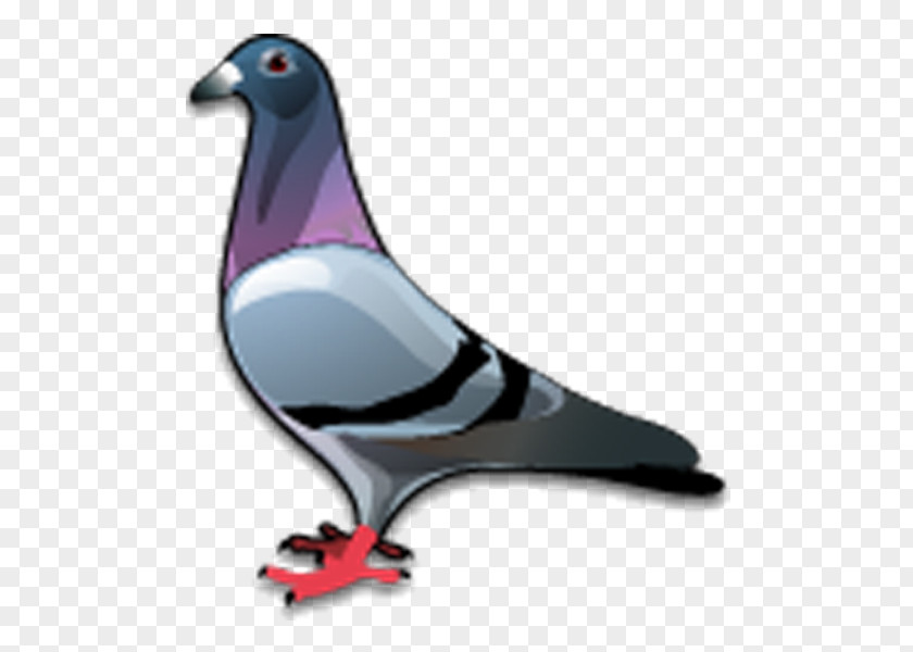 Bird Columbidae Rock Dove Bald Eagle PNG