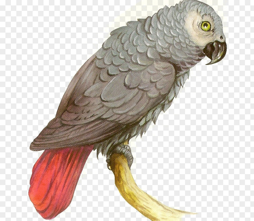 Bird Macaw Beak Parakeet Feather PNG