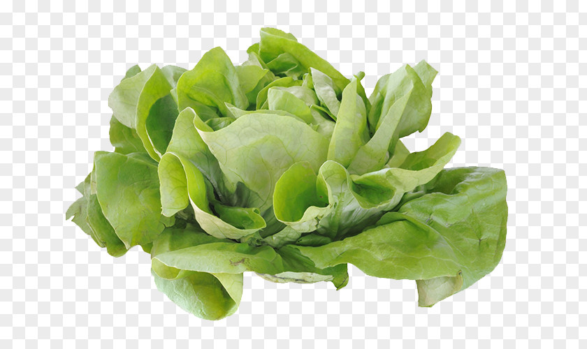 Cabbage Pictures Romaine Lettuce Salad Computer File PNG