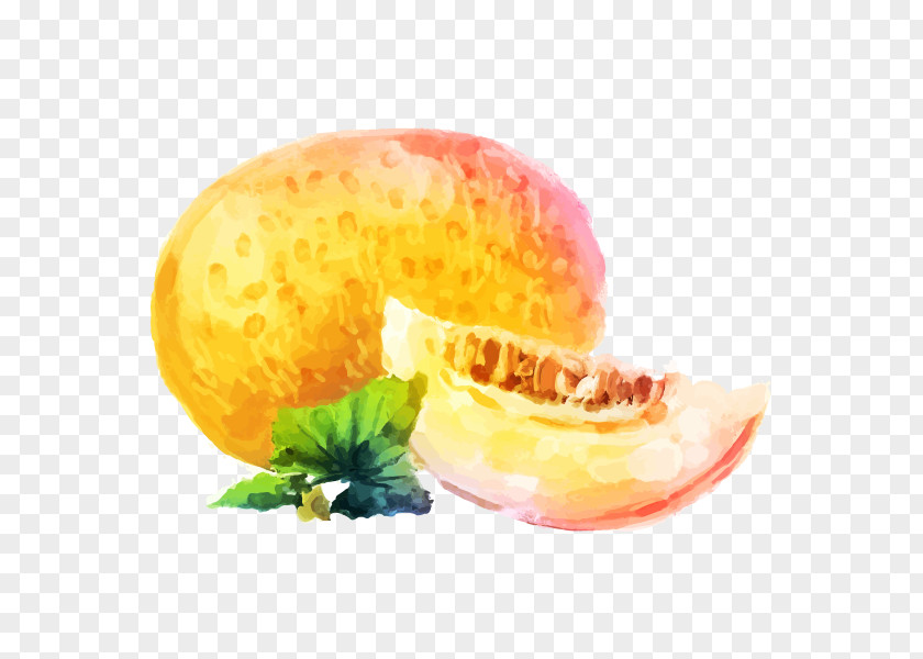 Cuisine Ginsburgconstruction 3 Cantaloupe Melon Drawing Watercolor Painting Image PNG