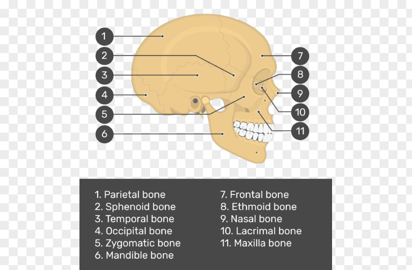 Skull And Bone Anatomy Teres Major Muscle PNG