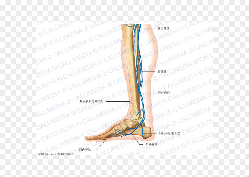 Arm Foot Vein Human Anatomy Circulatory System PNG