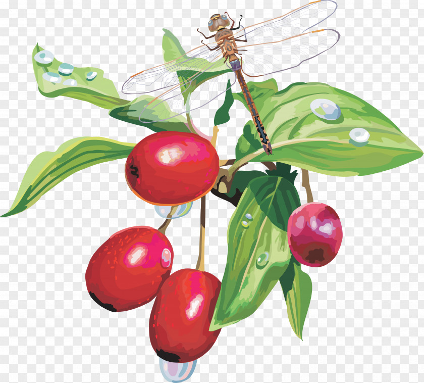 Berries Blueberry Fruit Cranberry PNG
