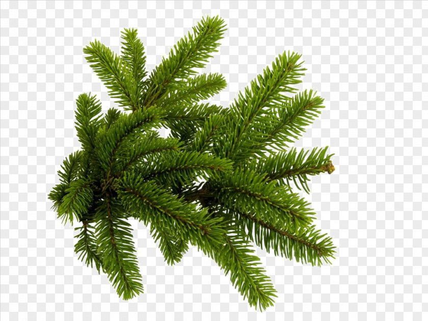 Green Pine Needles Spruce Branch Tree Clip Art PNG