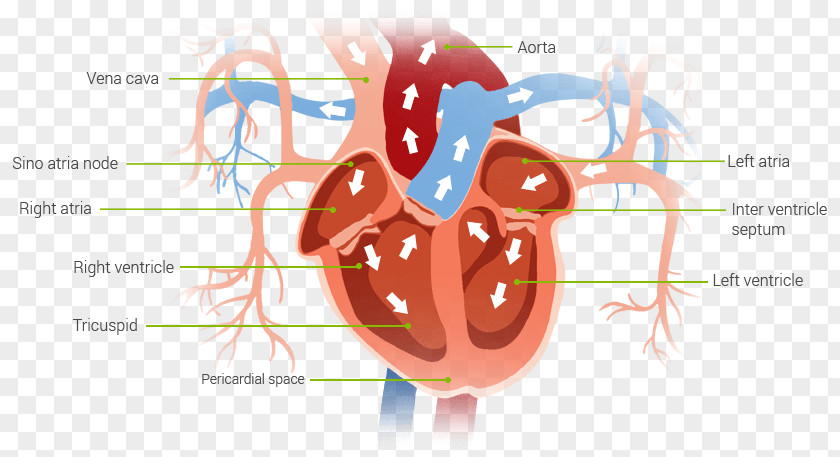 Heart Muscle Pump Blood Diagram PNG