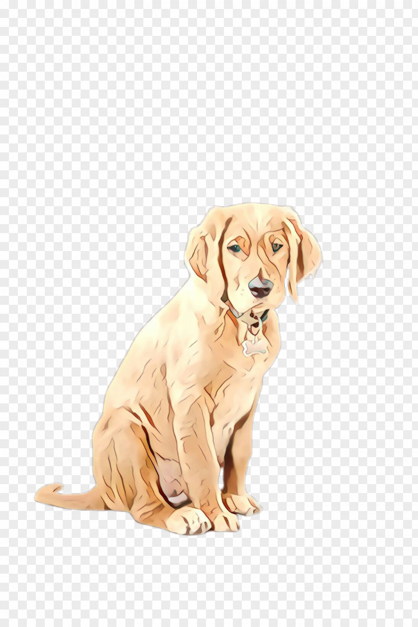 Puppy Retriever Dog Breed Labrador Golden PNG