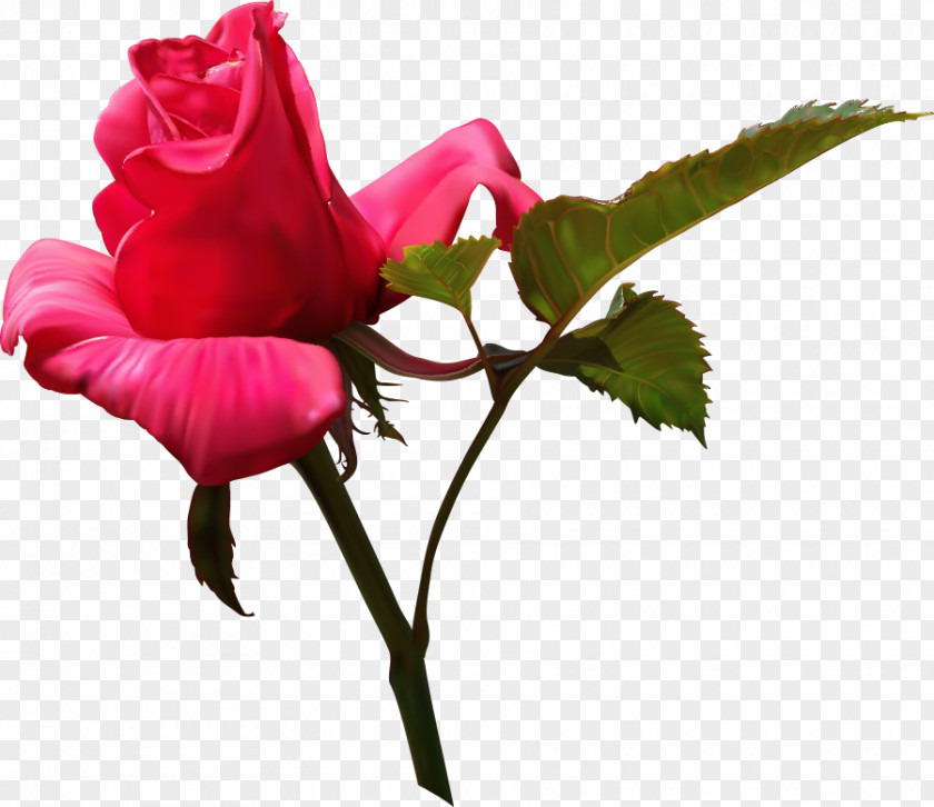 Vector Rose Flower Illustration PNG
