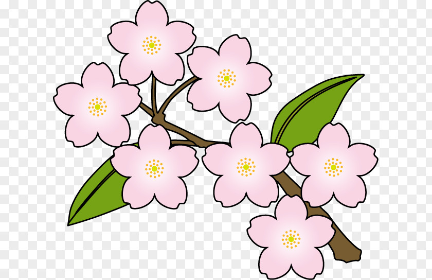 Cherry Blossoms Clipart Blossom Flower Clip Art PNG