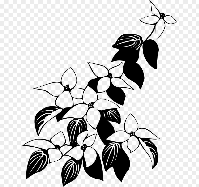 Flowers Line Drawing Kousa Dogwood Flowering Mboni Landscapers & Projects PNG