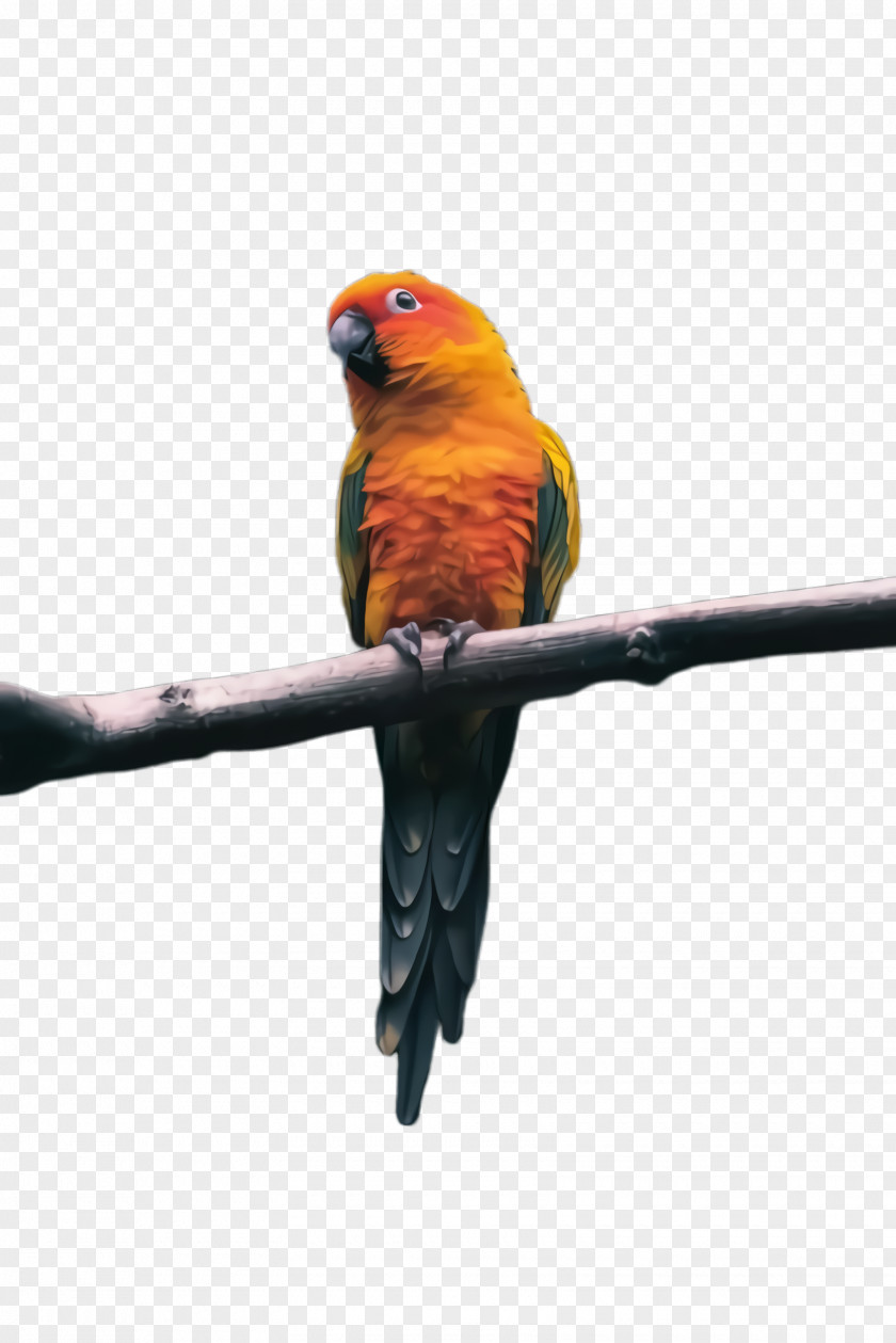 Lorikeet Budgie Colorful Background PNG