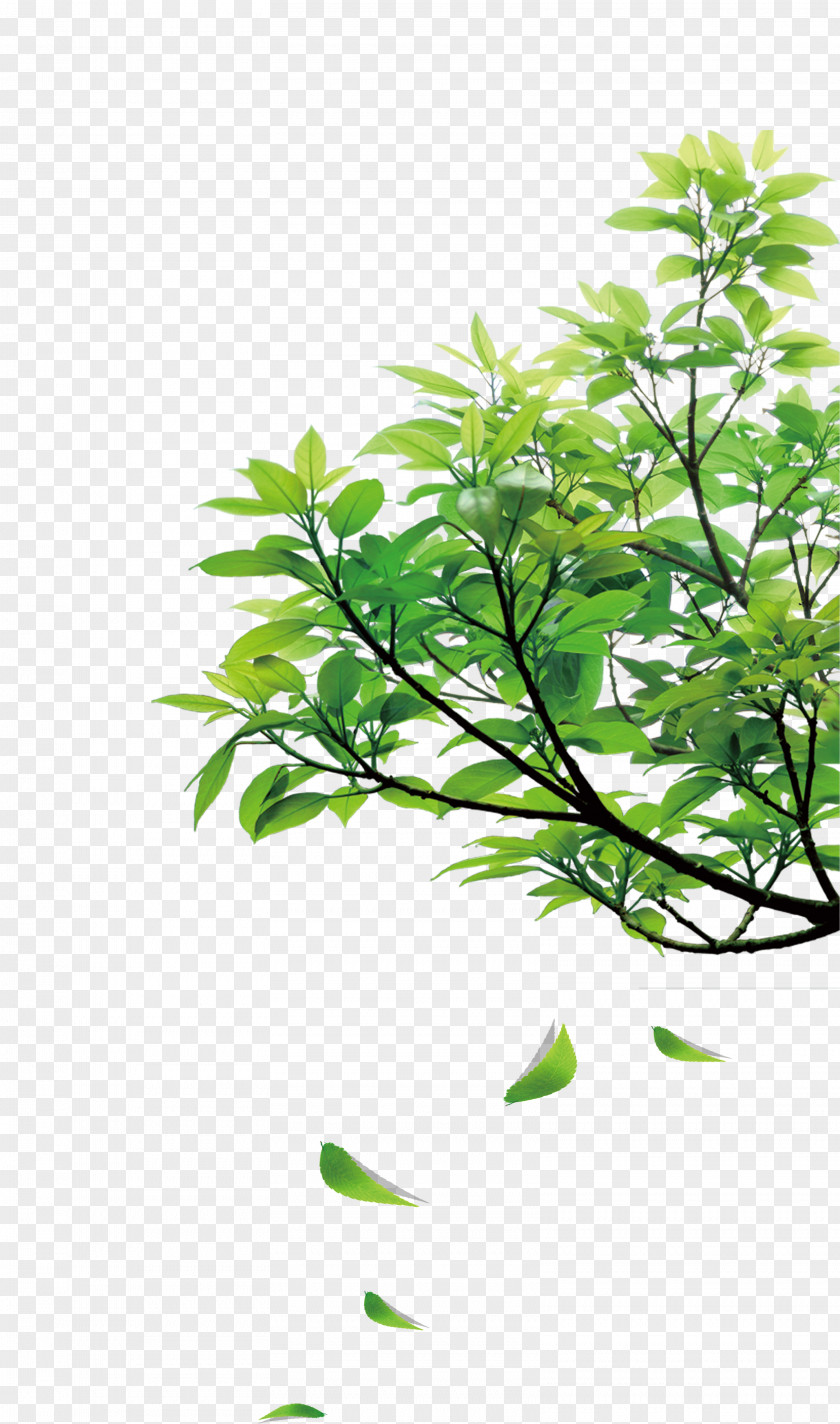 Natural Green Leaves Clip Art PNG