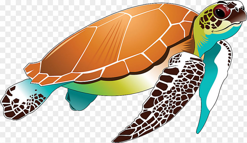 Sea Turtle Green Hawksbill Loggerhead PNG