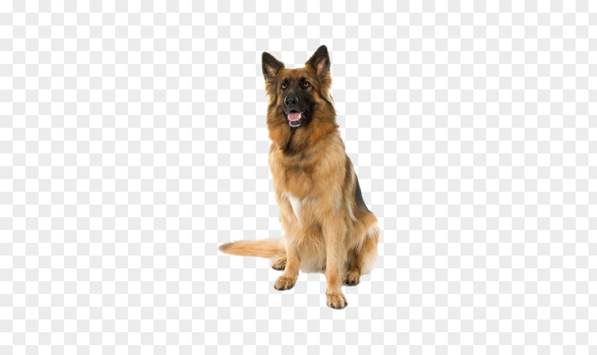 Sitting In The Police Dog Health Dietary Supplement Pet Veterinarian PNG