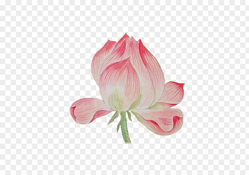 Chinese Style Lotus Nelumbo Nucifera Watercolor Painting Software PNG
