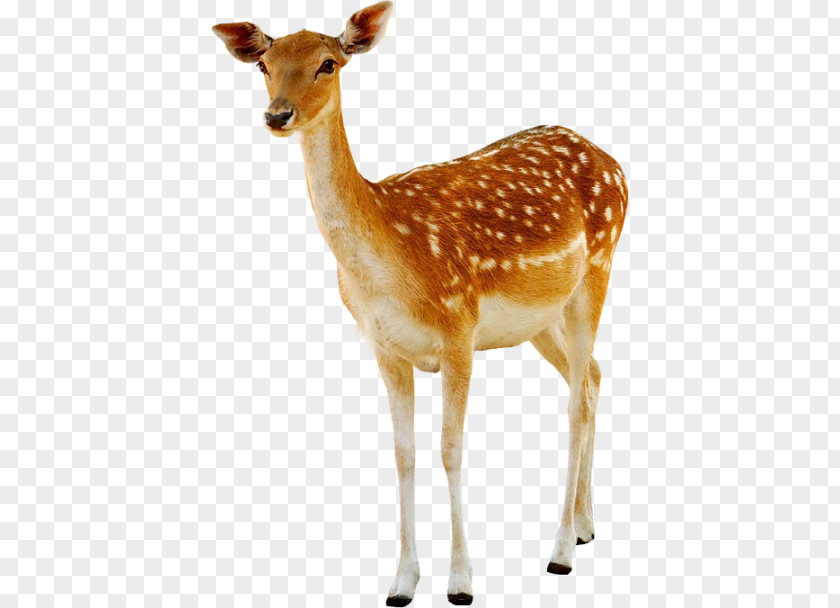 Dearhd Deer PNG