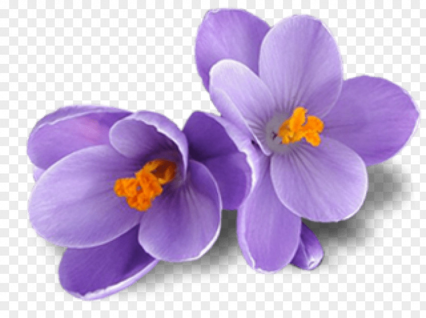 Saffron Flower Clip Art Image GIF PNG