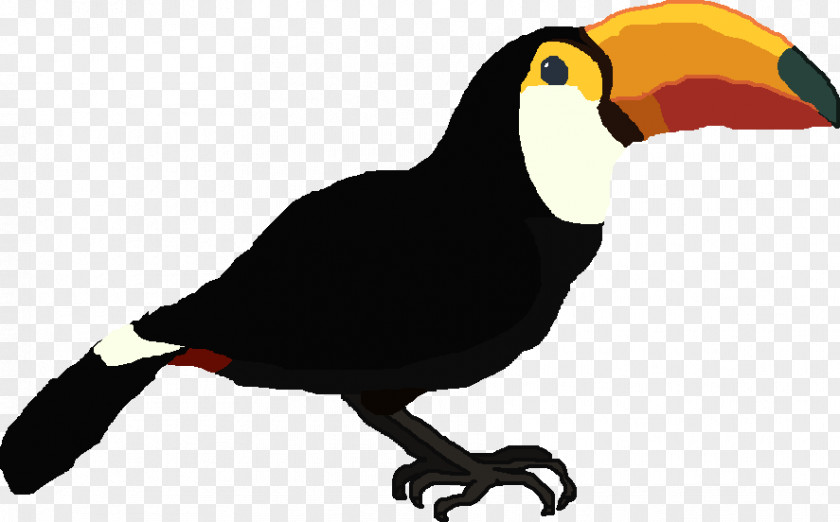 Toucan Bird Beak Piciformes Vulture PNG