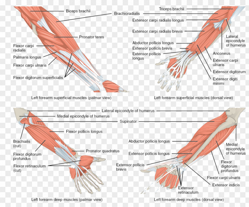 Arm Anterior Compartment Of The Forearm Muscle Anatomy PNG