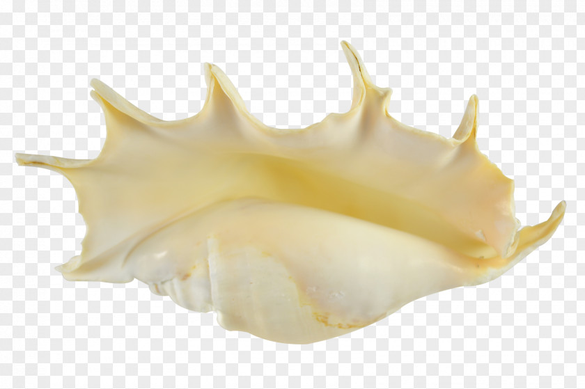 Conch Seashell Lambis Truncata Shankha Sea Snail PNG