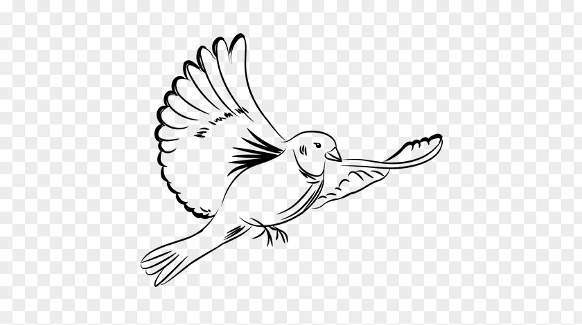 Drawing Rock Dove Paloma Blanca Doves As Symbols PNG